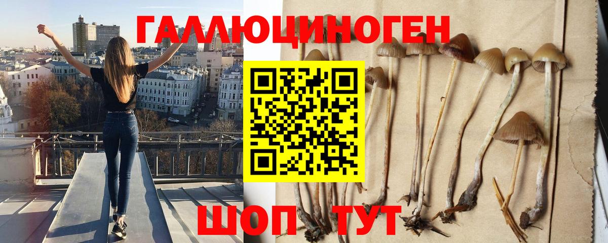 Галлюциногенные грибы Psilocybe Новотроицк